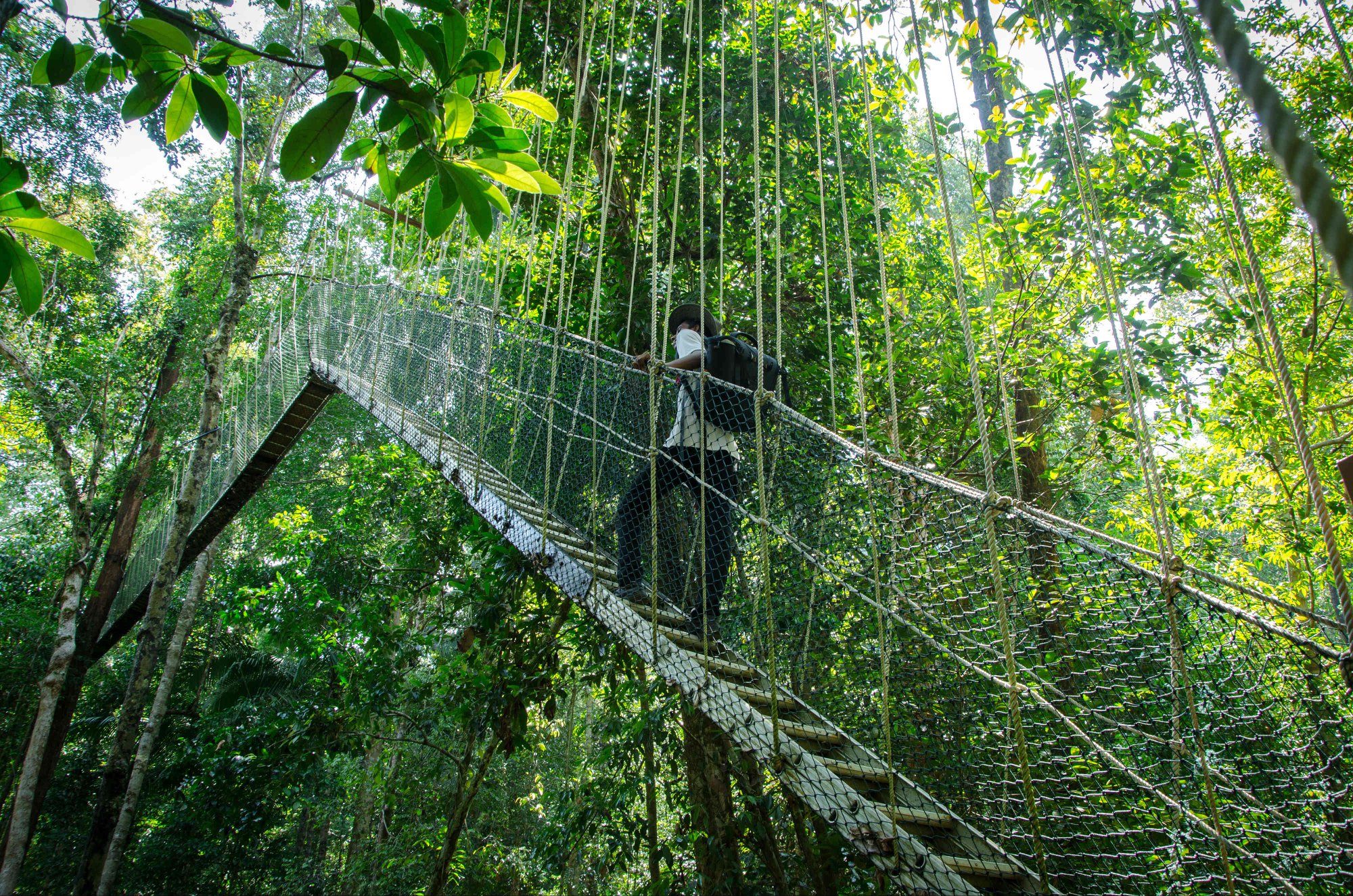 सौराहाको बाघमारा सामुदायिक वनमा यस्तै खालको क्यानोपी वाक ब्रिज बनाउन लागिएको हो। फाइल तस्बिर।